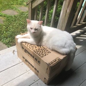 Meet your Posher, Shannon